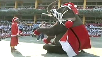 Elephants as Santa Claus