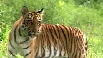 Video : The southern tiger zones