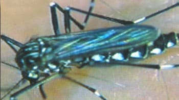 Video : Now, mutant mosquitoes fight dengue