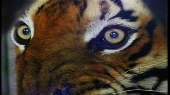 घायल बाघ की रखवाली