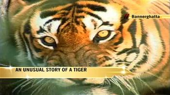 Video : Tiger Land: Story of a rescued tiger
