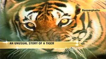 Tiger Land: Story of a rescued tiger