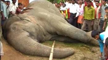 Video : Elephant found dead at Assam tea estate