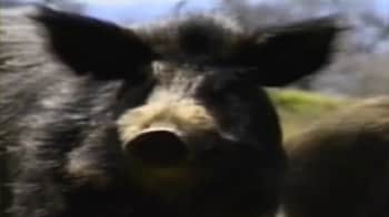 Video : A California club's pig problem