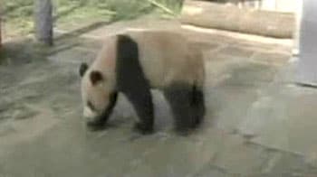 Video : China is now home to foreign pandas