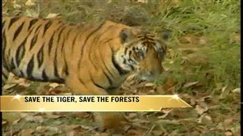 Save the tiger, save the forests
