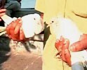 Videos : बीमार थे कबूतर