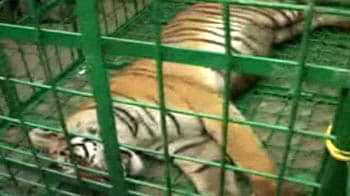 Videos : प. बंगाल में पकड़ा बाघ छोड़ा जाएगा