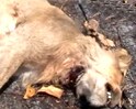 Videos : शेर को मार गिराया