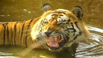 Video : Highest tiger density in Corbett