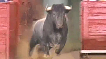 Two bulls escape from different bullrings