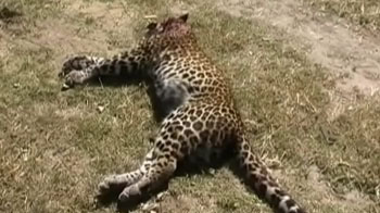 Hunters appointed to kill man eating leopards