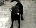 Videos : कुत्ता चोरी में आईएएस पर केस