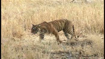 मचली और बीटू को अवॉर्ड