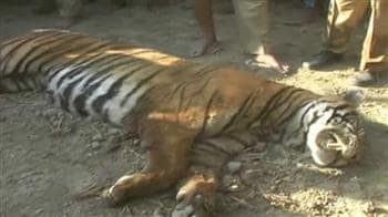 Video : Tiger shot dead in Assam
