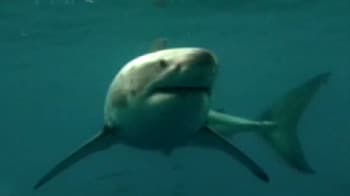 Video : Sink your teeth into 'Shark Week'
