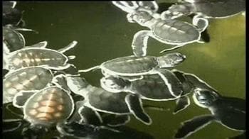 Video : On a mission to save turtles