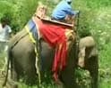 हाथी से हैवानियत