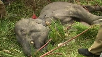 Baby elephant killed with spears on camera