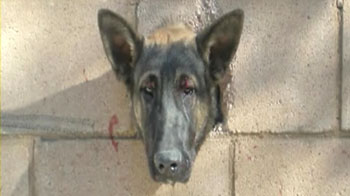 Dog day: Pooch gets head stuck in wall