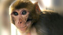 Videos : A unique monkey marriage