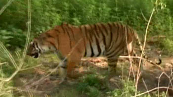 जिम कार्बट नेशनल पार्क, पर्यटकों पर रो