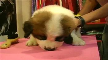 किराए पर कुत्ते