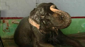 Shower facility for temple elephant