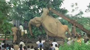 Video : Speeding train kills seven elephants