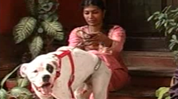 Stem cell therapy helps dog walk