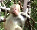 Videos : बंदरों की धरपकड़