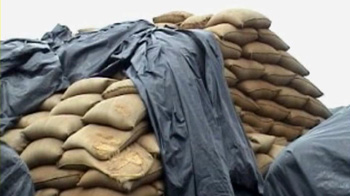 Grain rots, hunger stalks