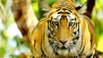 Here's a look at the NDTV tiger calendar contest winner