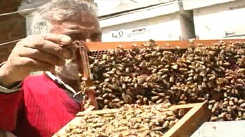 Videos : भारत में घटी मधुमक्खियां