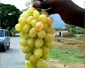 Videos : अंगूर की बंपर फसल