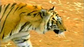 Tiger census at Corbett National Park