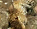 Videos : कॉलोनी में तेंदुआ