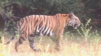 Tigresses translocated from Kanha to Panna Tigresses translocated from Kanha to Panna