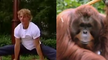Video : Olympian gymnast to coach orangutans