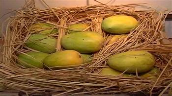 Organic mangoes: Flavour of the season