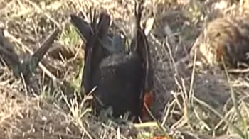 Another 500 birds drop dead from US skies