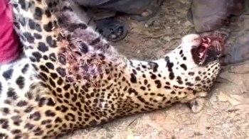 Videos : पुलिस ने तेंदुए को गोली मारी