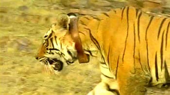Video : Poisoning may have killed Sariska tiger