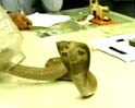 Videos : हेल्थ अफसर को कोबरे का तोहफा