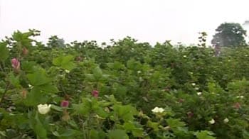 Video : Punjab: Pests, rain threaten BT cotton