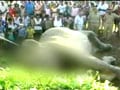 Video : West Bengal: Elephants killed by speeding train
