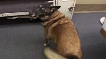 Video : Dogs trained to sniff out prison cell phones