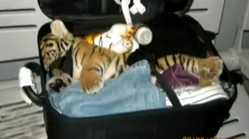 Tiger cub found in suitcase at Thai Airport