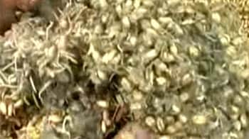 Video : उदयपुर में गोदाम को तरसता अनाज