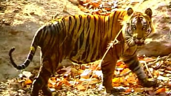 Video : Save Our Tigers Campaign: Only 3,200 wild tigers left in the world